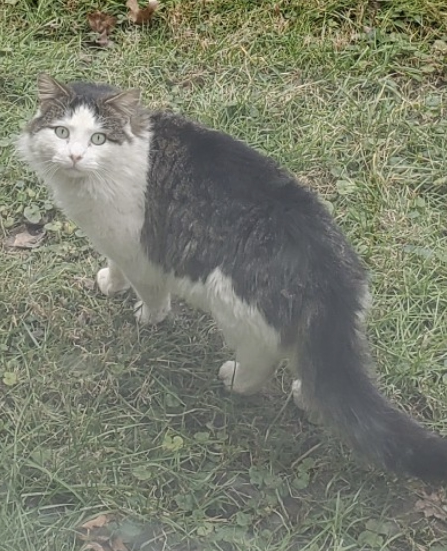 Image of Mr.Puff, Lost Cat