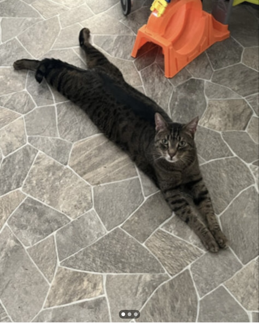 Image of Miguel, Lost Cat
