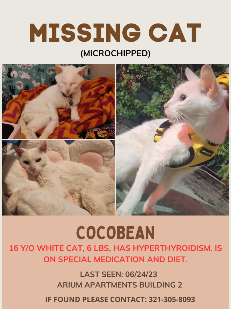 Image of Cocobean, Lost Cat