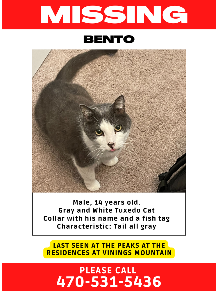 Image of Bento, Lost Cat
