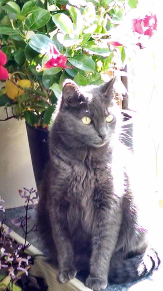 Image of Grey, Lost Cat