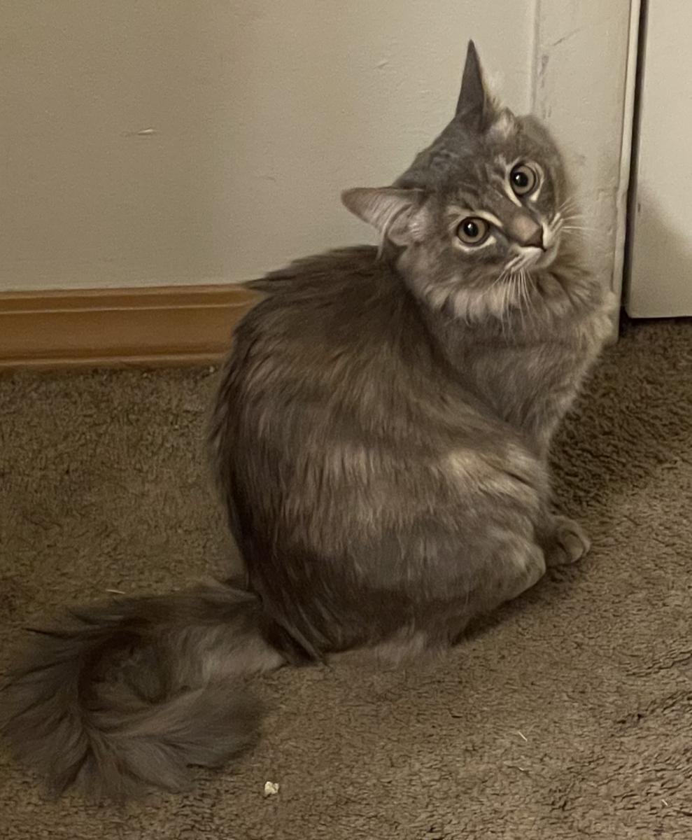 Image of Valkyrie, Lost Cat