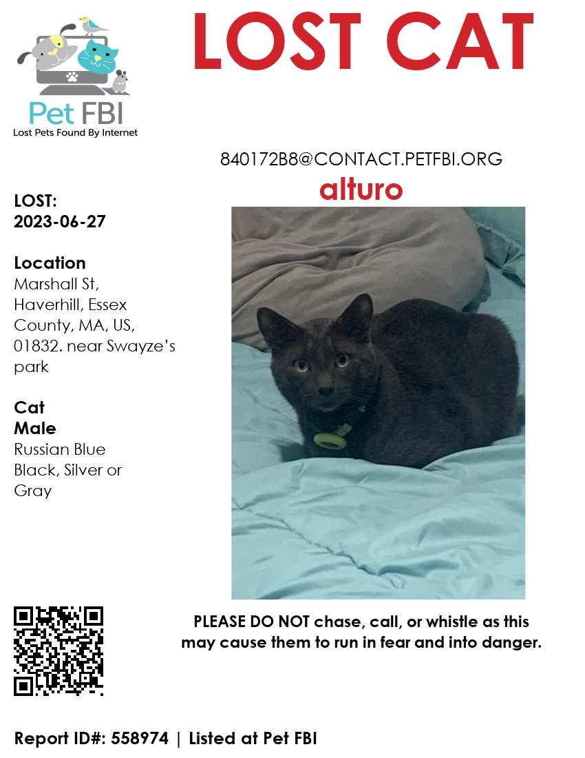 Image of Alturo, Lost Cat