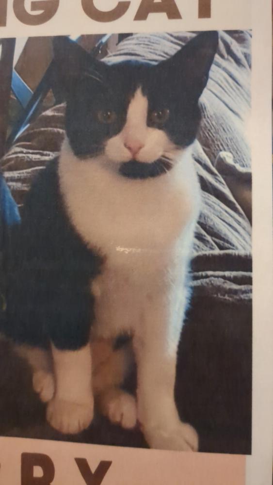 Image of Dobby, Lost Cat