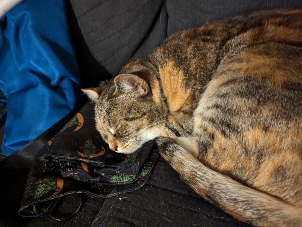 Image of Aloy, Lost Cat