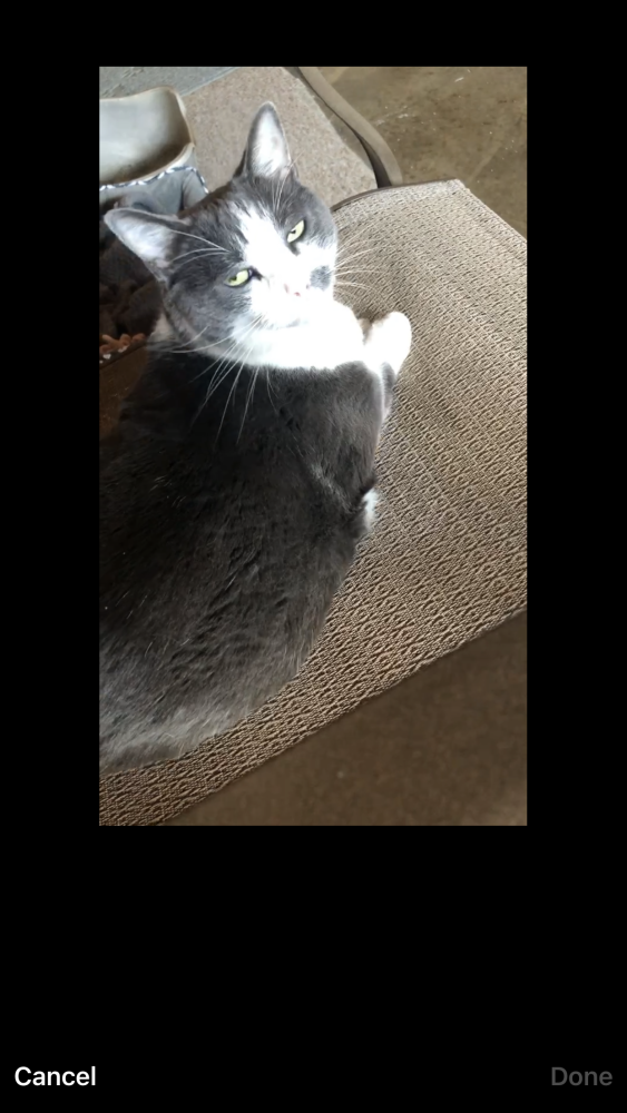 Image of Sissy, Lost Cat