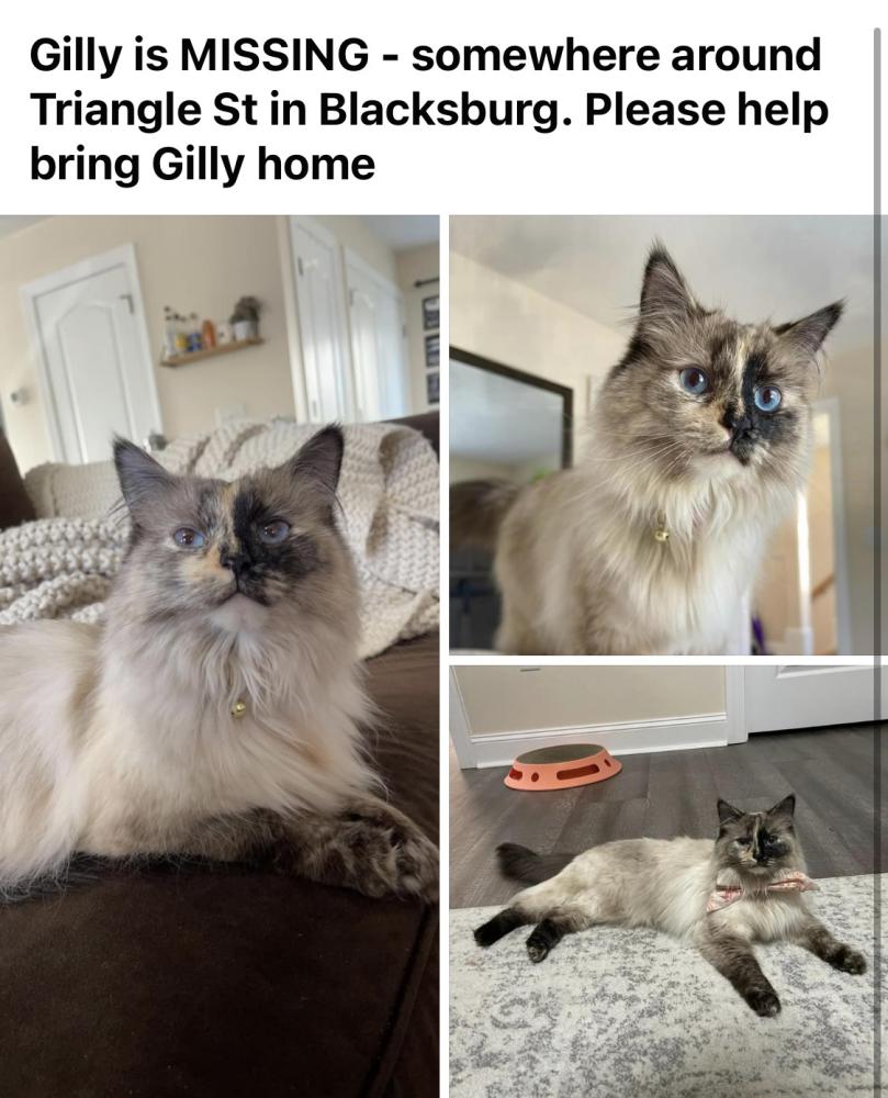 Image of Gilly, Lost Cat