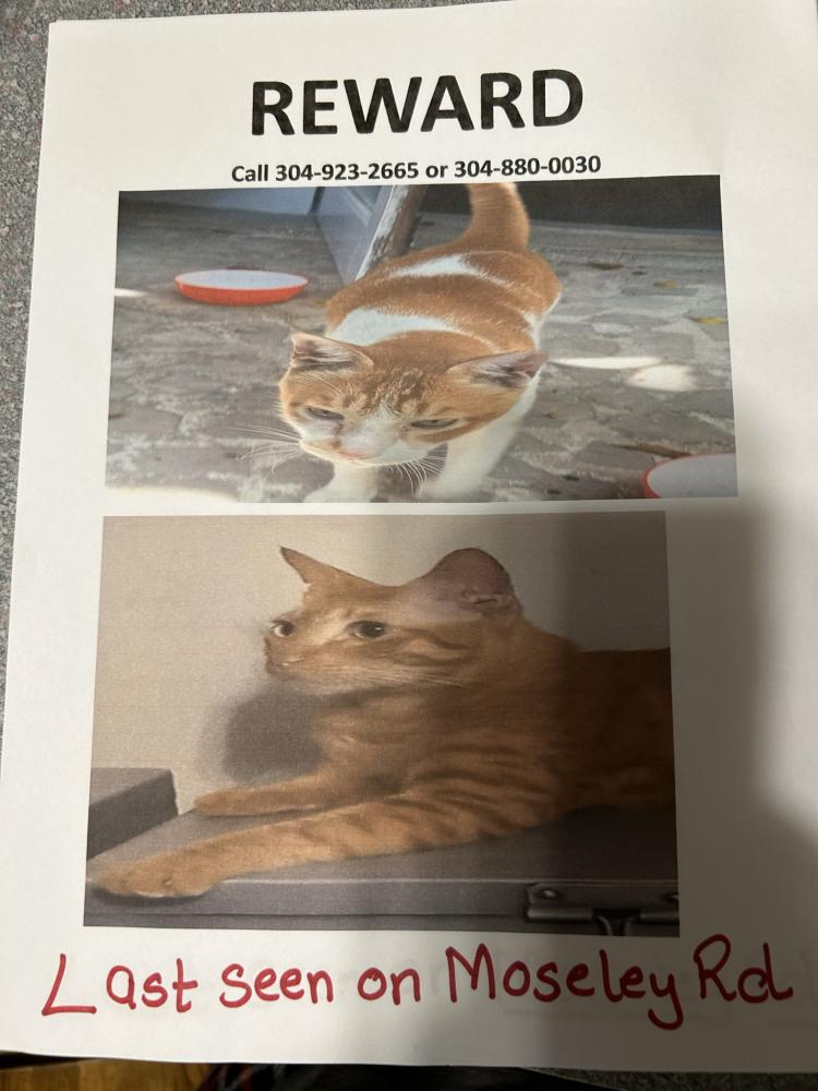 Image of Shera and Chai, Lost Cat