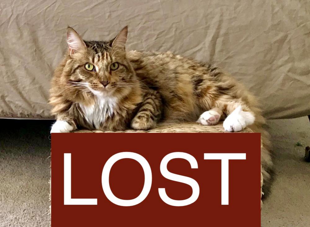 Image of Apple, Lost Cat
