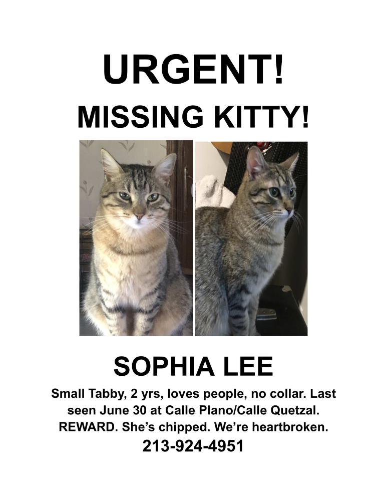 Image of Sophia Lee, Lost Cat