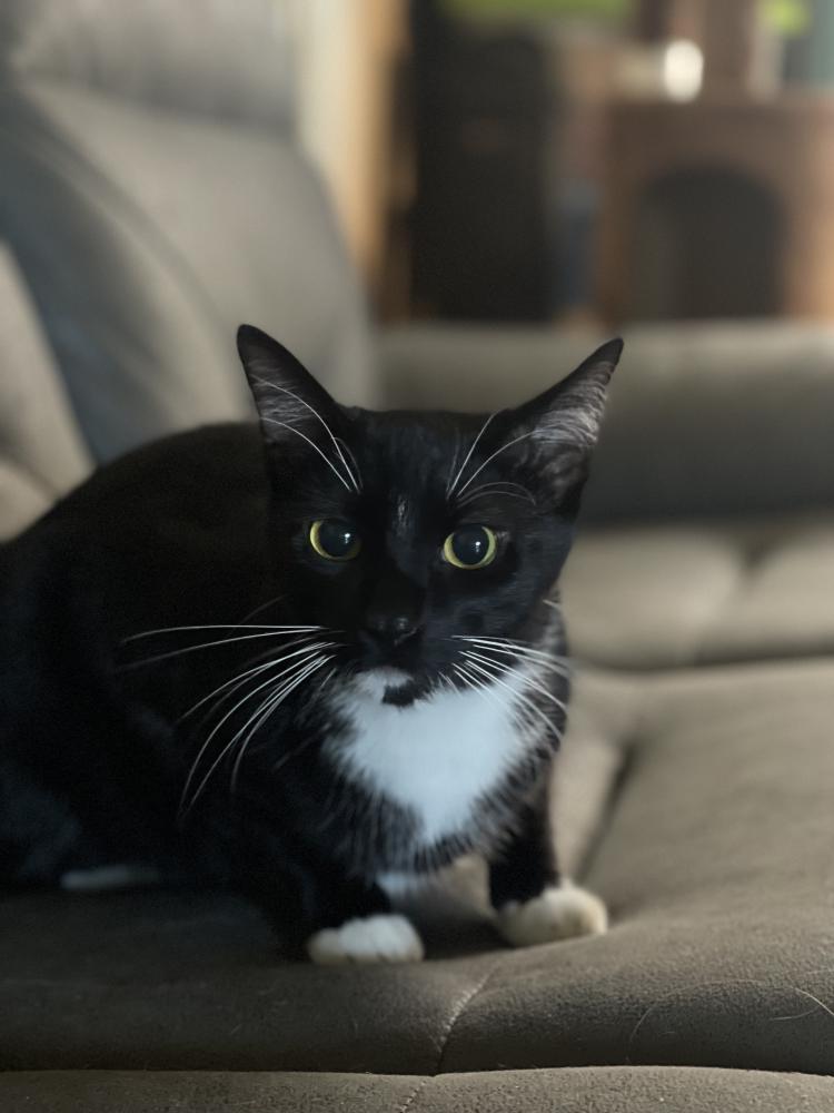 Image of Lili, Lost Cat