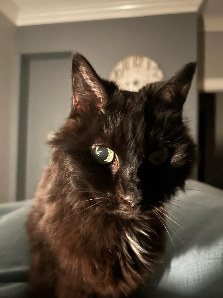Image of Chauncy, Lost Cat