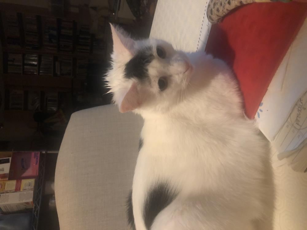 Image of Cecilia, Lost Cat