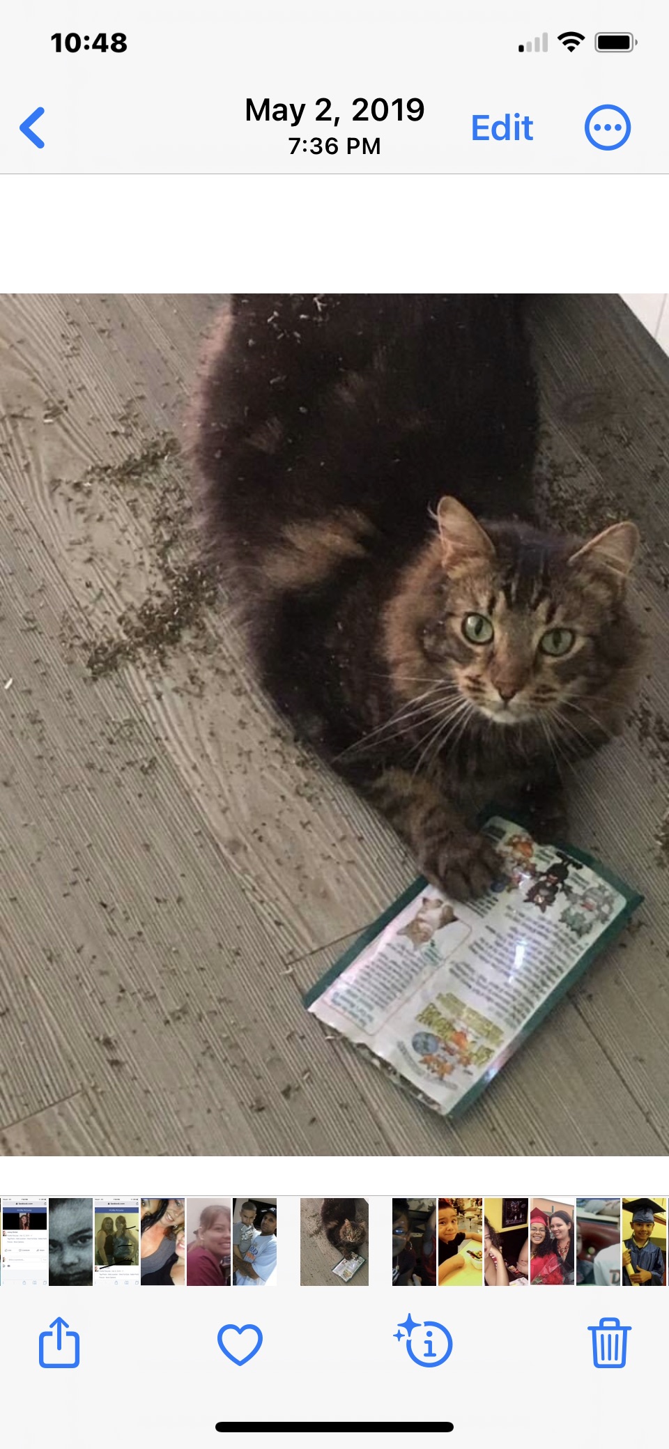 Image of Lady, Lost Cat