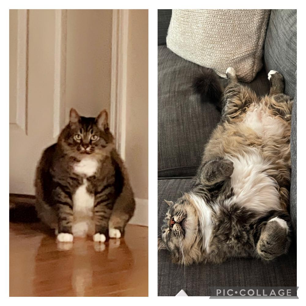 Image of Fat Kitty, Lost Cat