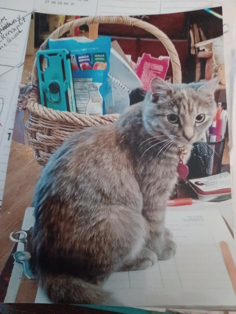 Image of Tammy, Lost Cat