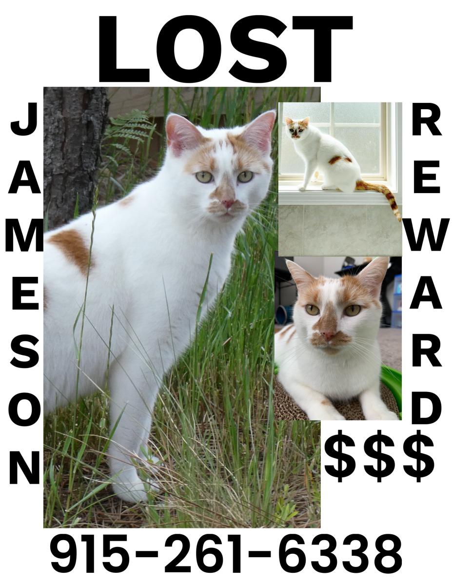 Image of Jameson, Lost Cat