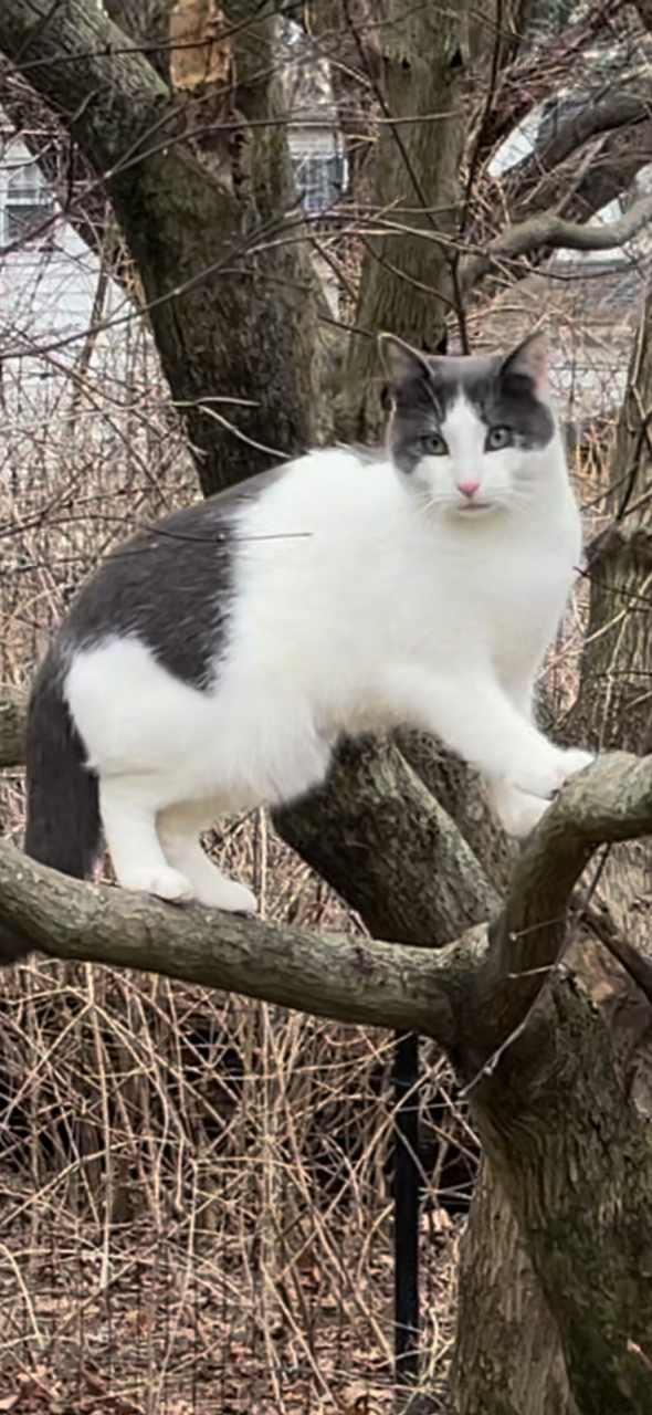 Image of Harvey, Lost Cat