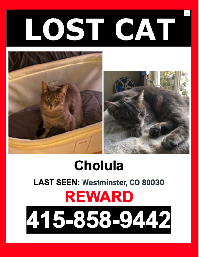 Image of Cholula, Lost Cat