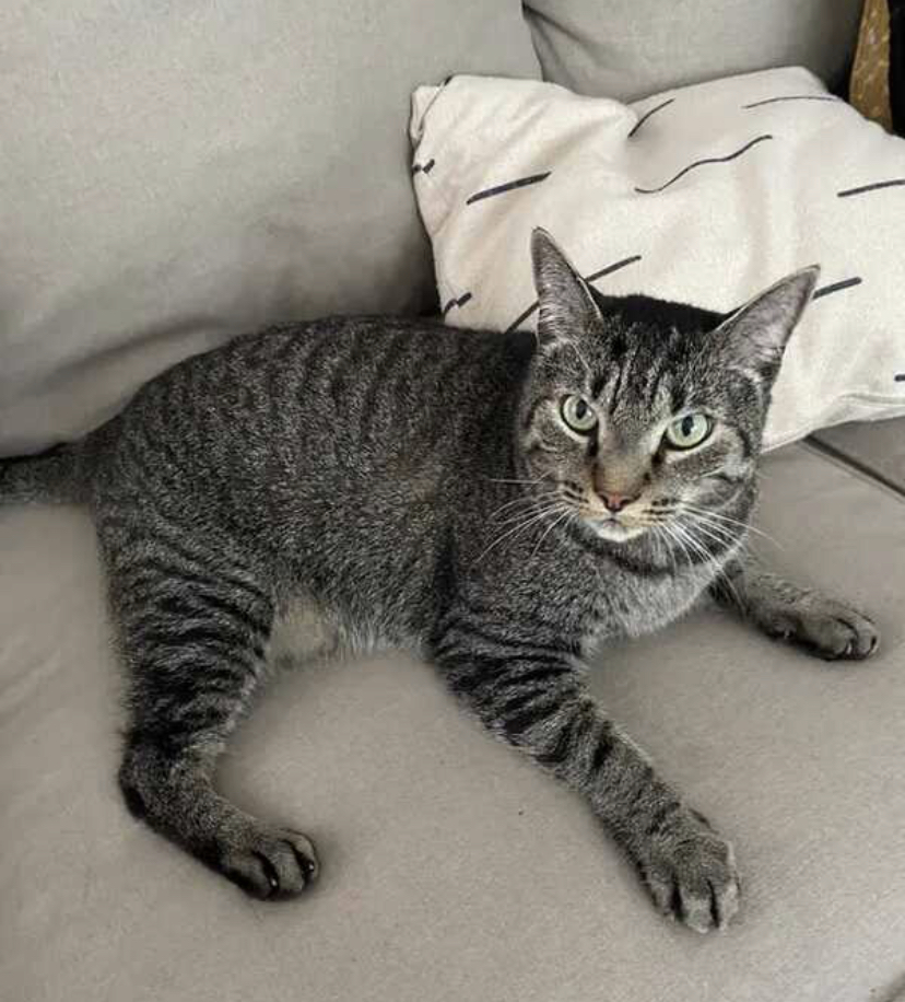Image of Shane, Lost Cat