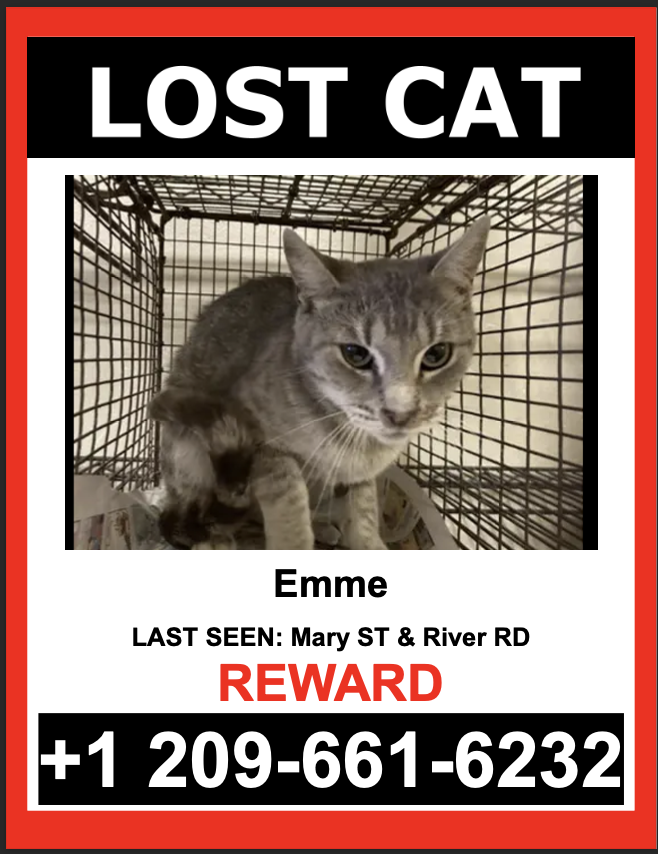 Image of EMME, Lost Cat