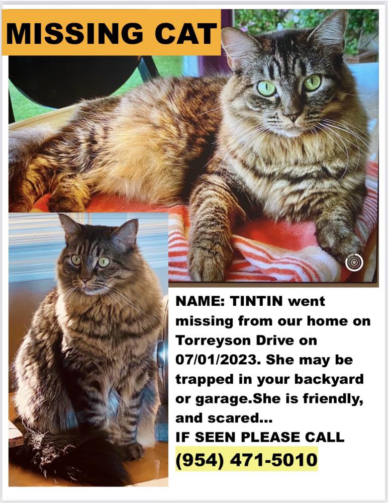 Image of TinTin, Lost Cat