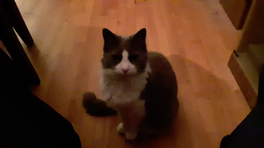 Image of Remo, Lost Cat