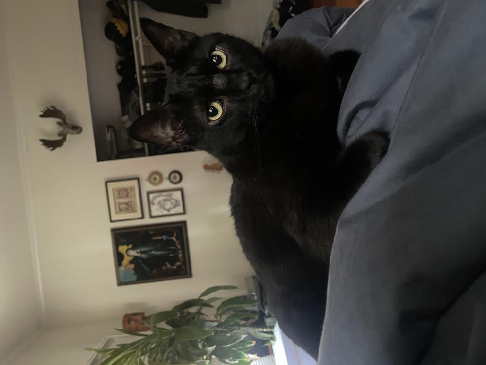 Image of Kevin, Lost Cat