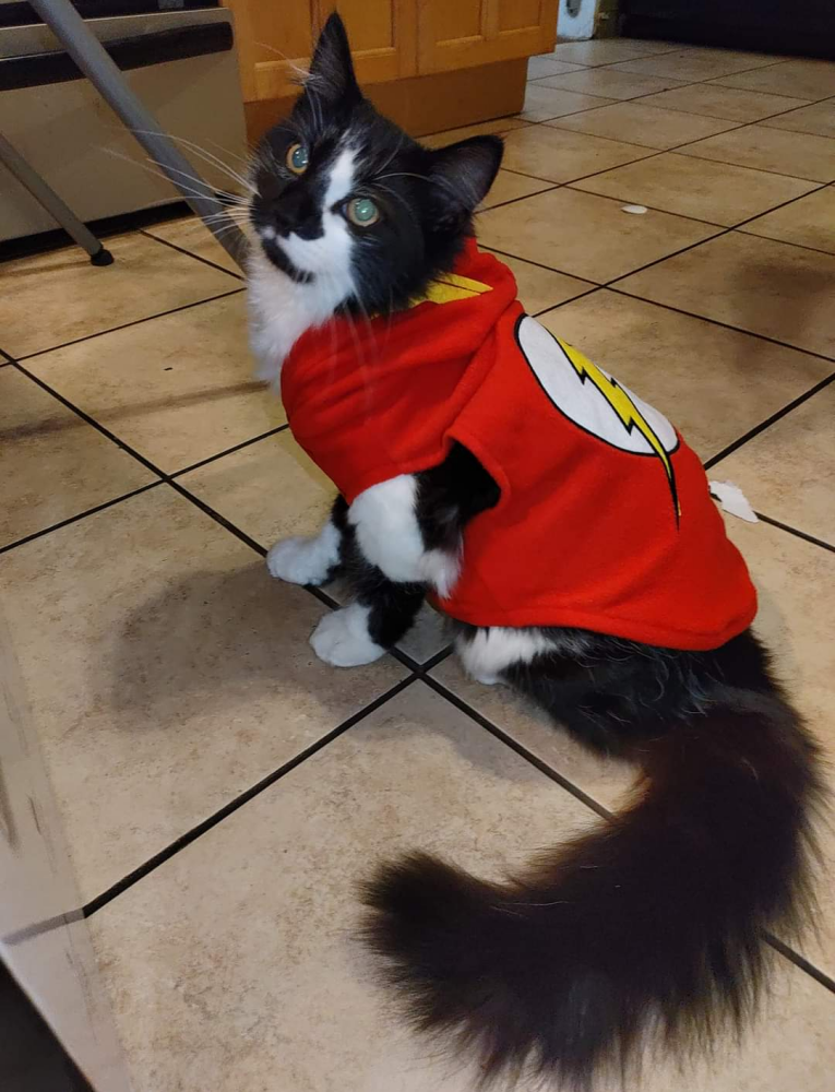 Image of Barry Allen, Lost Cat
