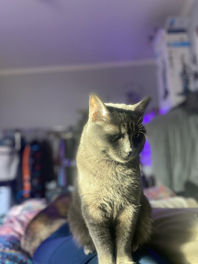 Image of Gary Laser Eyes, Lost Cat
