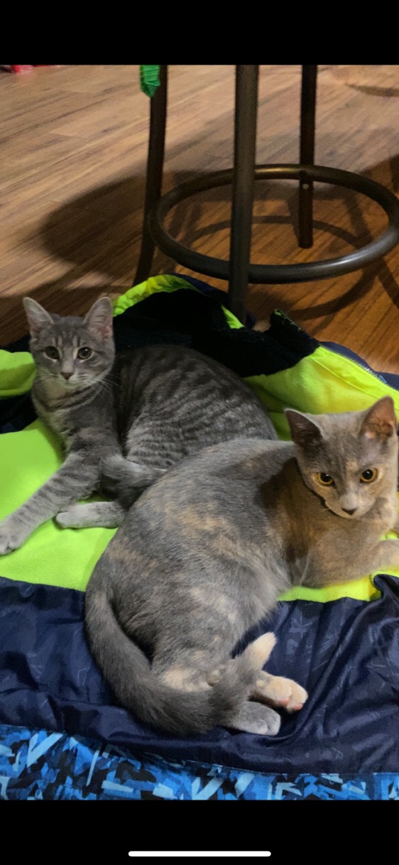Image of Tinkerbell and Peter, Lost Cat