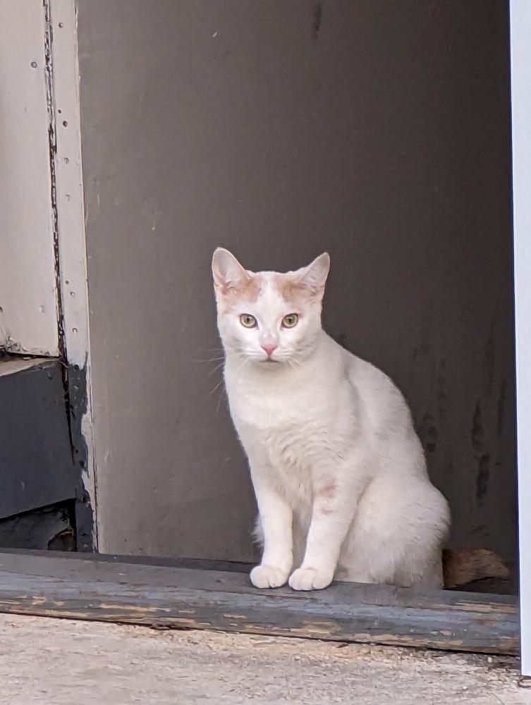 Image of Paloma, Lost Cat