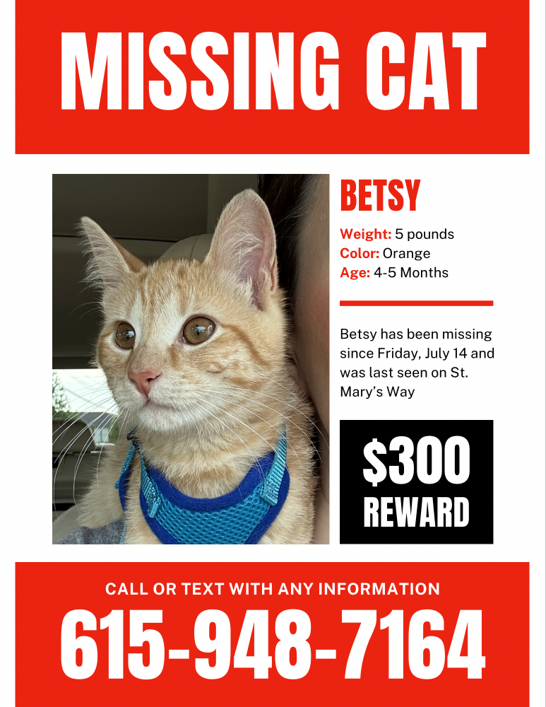 Image of Betsy, Lost Cat