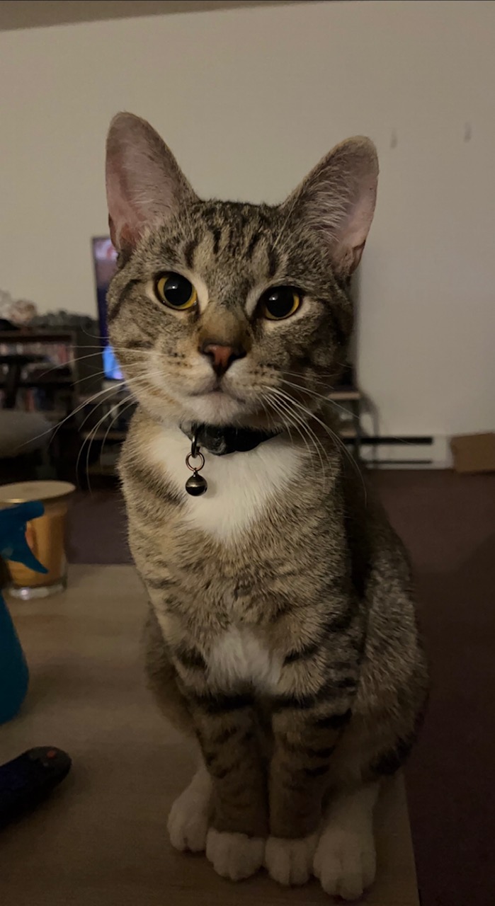 Image of Anakin, Lost Cat