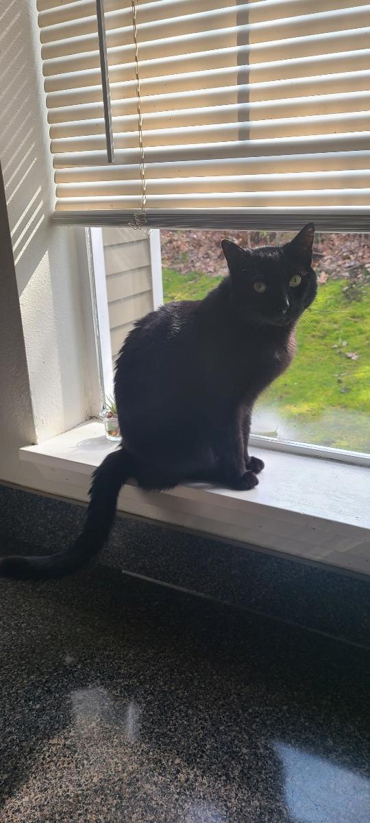 Image of Beetle, Lost Cat