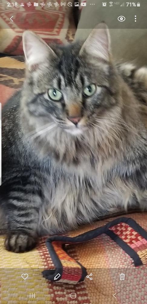Image of Hamburglar AKA Zeus, Lost Cat