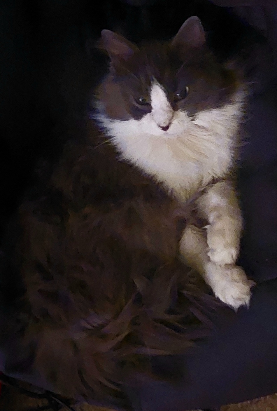 Image of Furio, Lost Cat