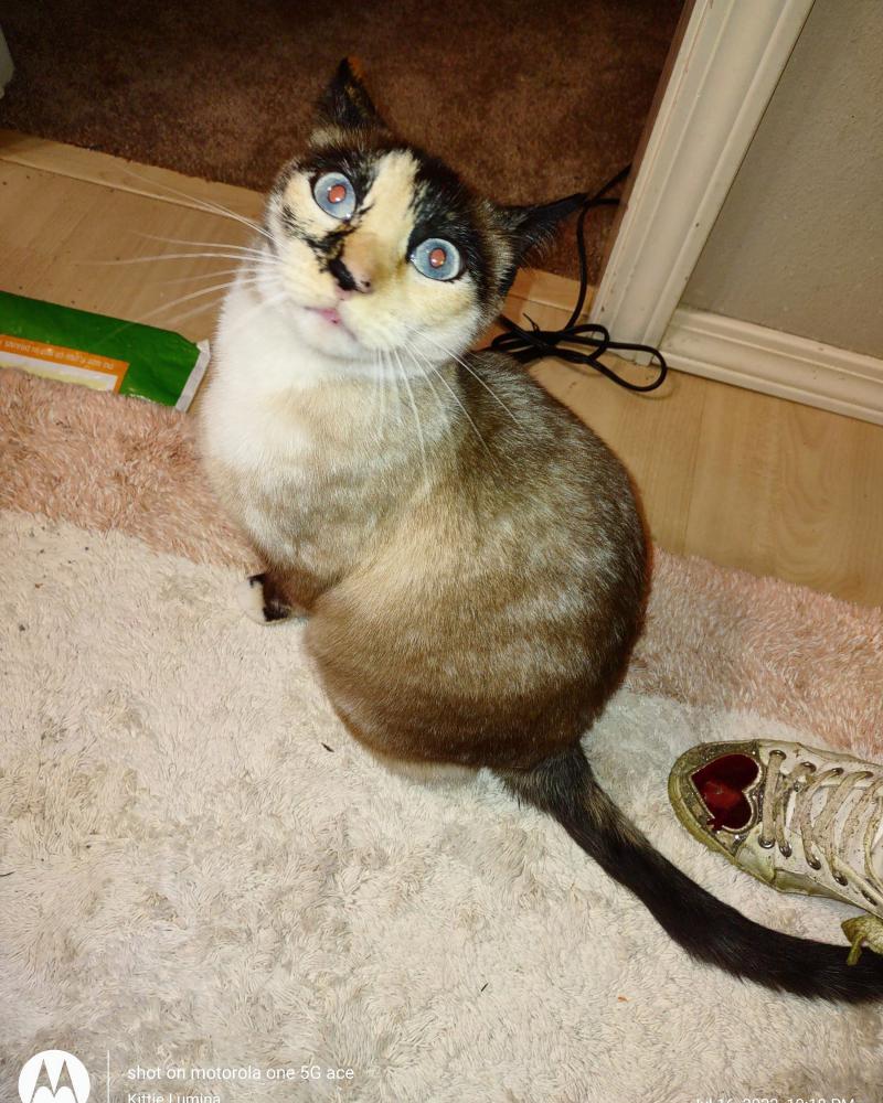 Image of Reyna Sofia, Lost Cat