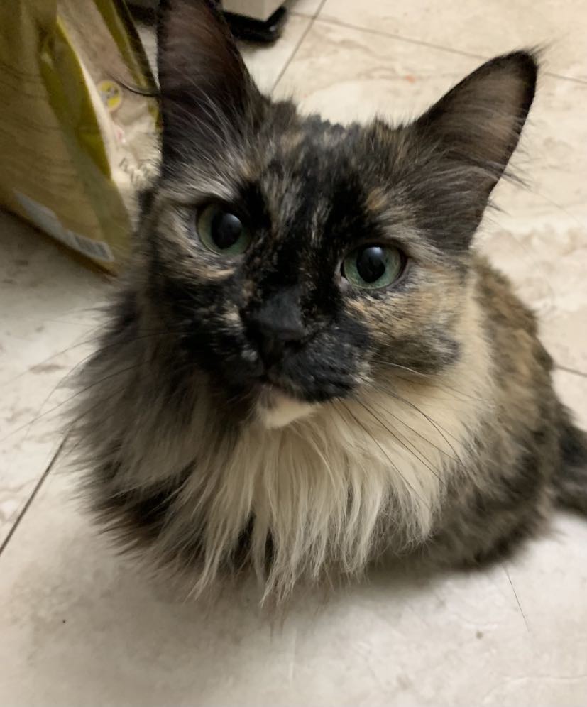 Image of Amelia, Lost Cat
