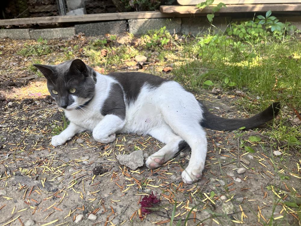 Image of Lucky, Lost Cat
