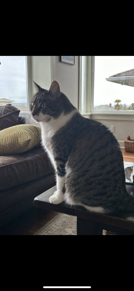 Image of Tucker, Lost Cat