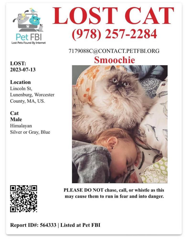 Image of Smoochie, Lost Cat