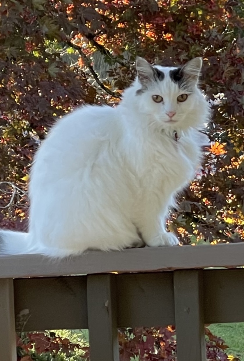 Image of Gilda, Lost Cat