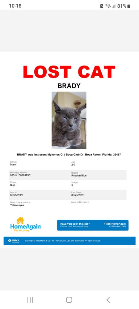 Image of Brady, Lost Cat