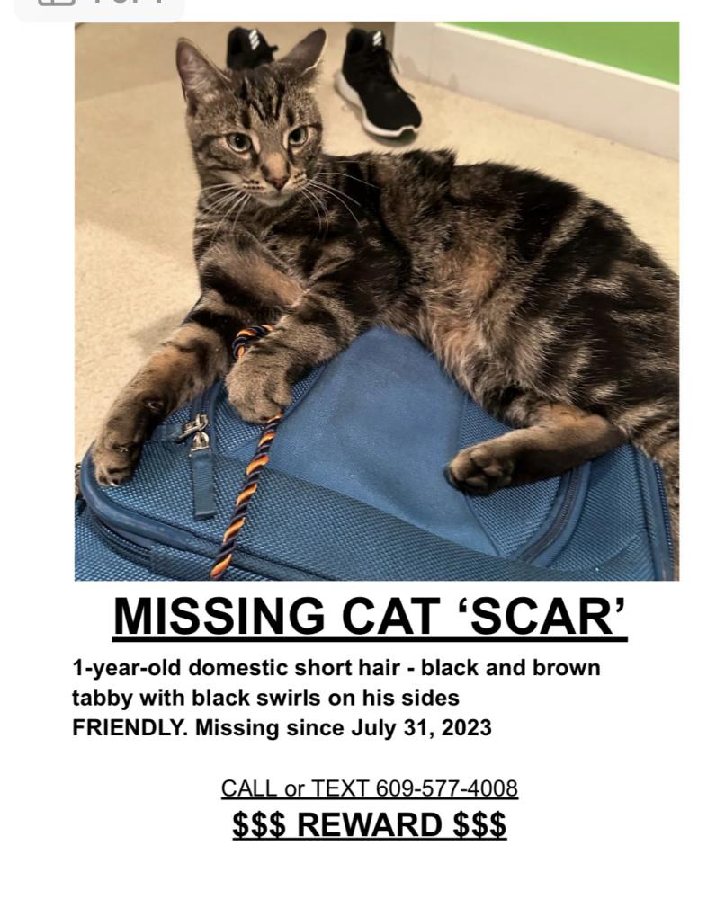 Image of Scar, Lost Cat