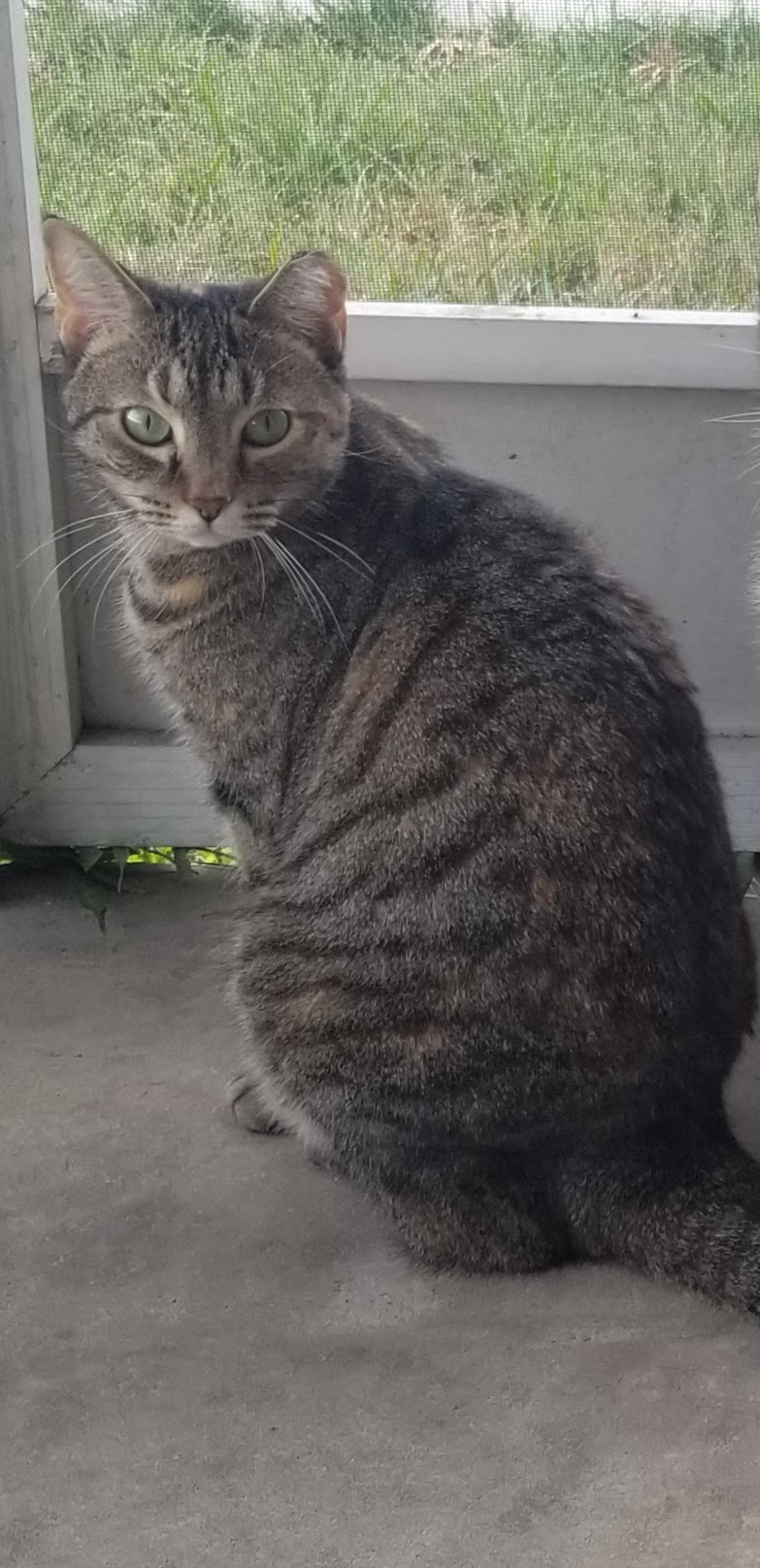 Image of Patty, Lost Cat