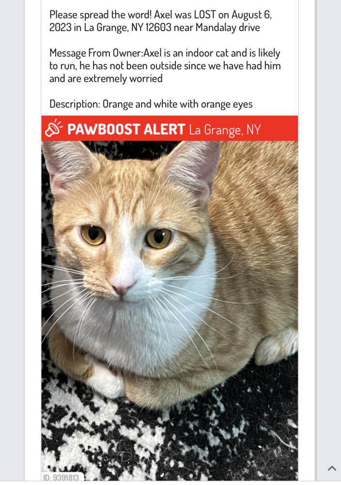 Image of Axel, Lost Cat