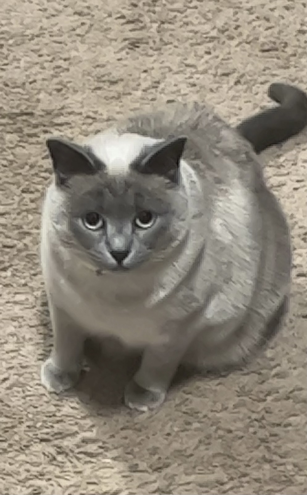 Image of Sky, Lost Cat
