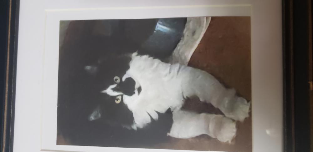 Image of Harlow, Lost Cat