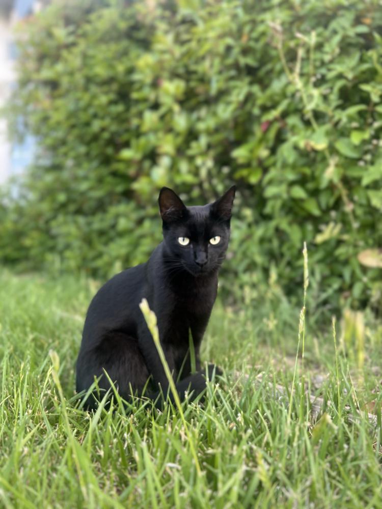 Image of Boracho, Lost Cat